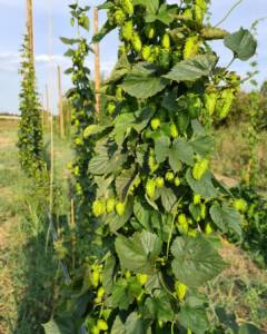 118299007_3256339451110381_6566356861848247153_n