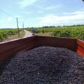 Vendanges 2025