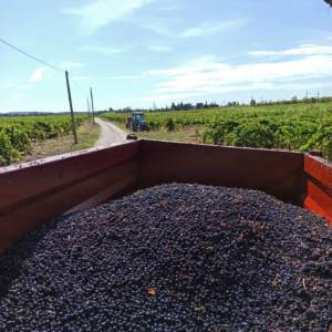 241889517_4353814201362895_2145357536989236073_n