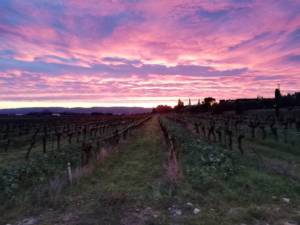 51261412_2042525915825080_6738481320063664128_n