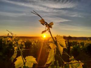 96116513_2955401457870850_9198145533556817920_n